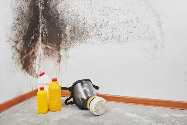 Best Mold Testing  in Lackawanna, NY