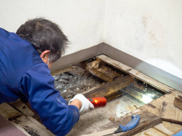 Best Office Mold Removal Services  in Lackawanna, NY