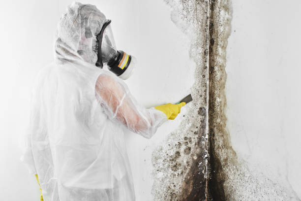 Best Local Mold Removal Service  in Lackawanna, NY