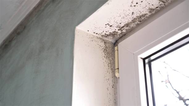 Best Residential Mold Removal  in Lackawanna, NY