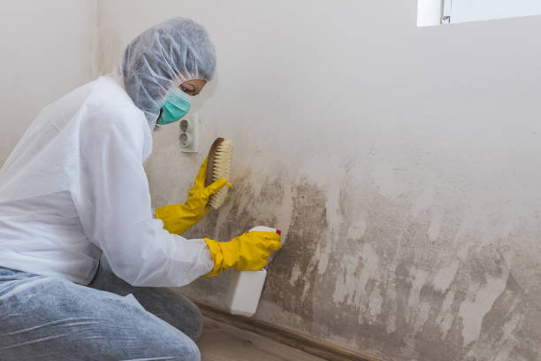 Best Certified Mold Removal  in Lackawanna, NY