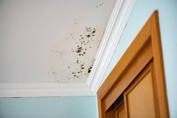 Best Attic Mold Removal  in Lackawanna, NY