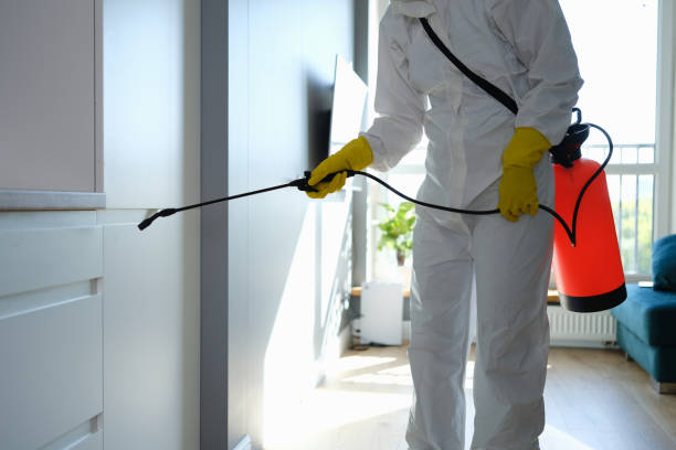 Best Black Mold Removal  in Lackawanna, NY