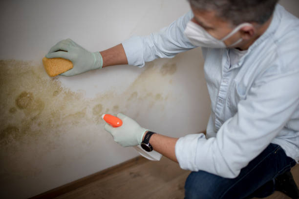 Mold Removal Process in Lackawanna, NY