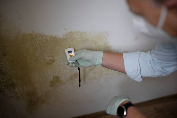 Professional Mold Removal in Lackawanna, NY