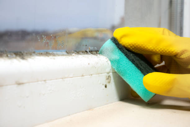 Best Professional Mold Removal  in Lackawanna, NY