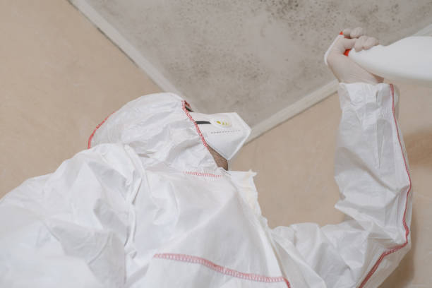 Best Fast Mold Removal  in Lackawanna, NY