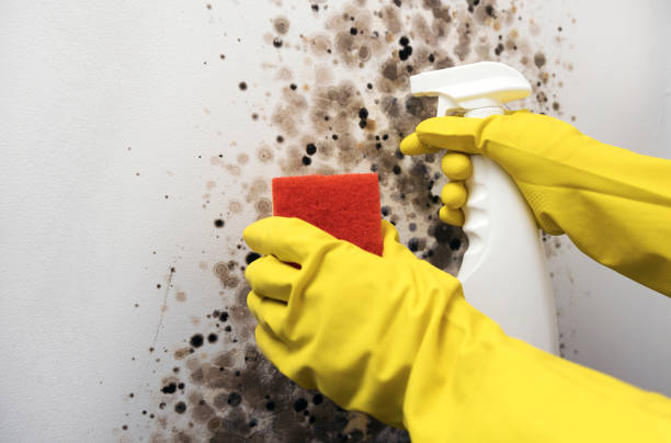 Best Mold Cleaning Services  in Lackawanna, NY