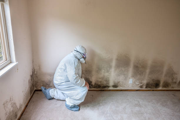 Best Attic Mold Removal  in Lackawanna, NY