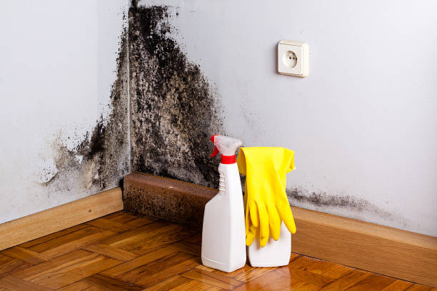 Best Mold Removal Specialists  in Lackawanna, NY