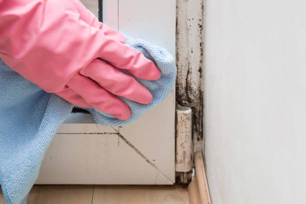 Best Mold Removal Process  in Lackawanna, NY